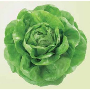 Profesionalno seme Seme salate Vanessa  ( proleće) - Katalog semena povrća SM AgroShop