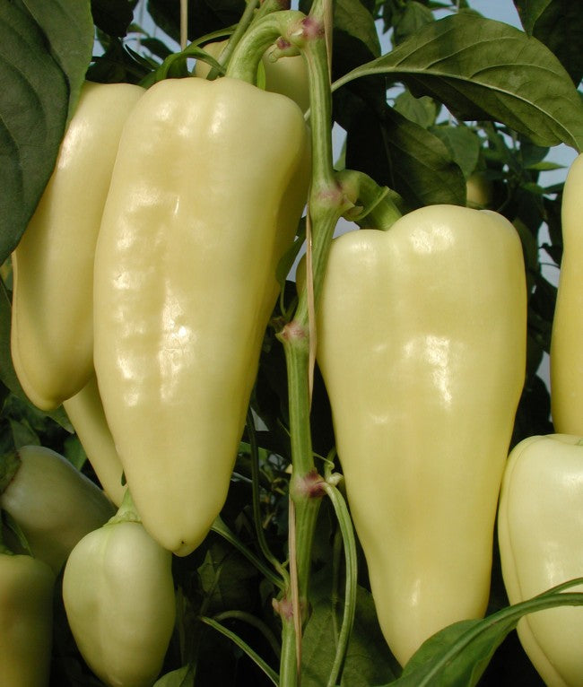 Profesionalno seme Seme paprike Frida F1 - Katalog semena povrća SM AgroShop