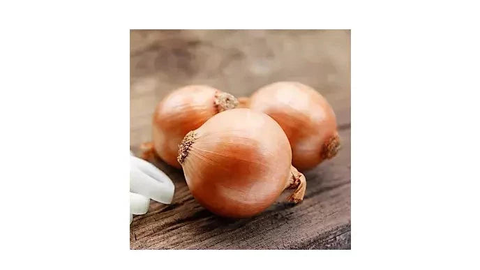 Seme Disko - Ostalo | SM AgroShop