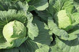 Profesionalno seme Seme kupusa Jetodor F1 - Katalog semena povrća SM AgroShop