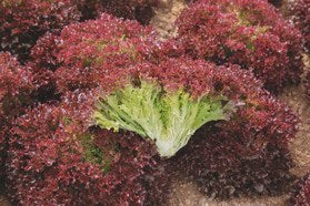 Profesionalno seme Seme salate Oakus (zima) - Katalog semena povrća SM AgroShop