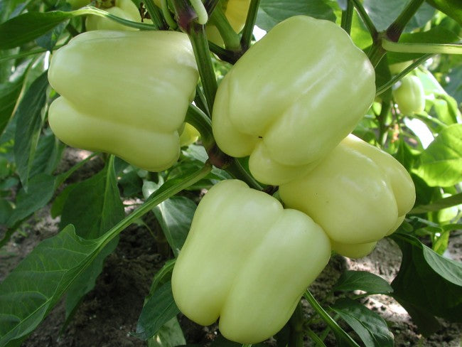 Profesionalno seme Seme paprike Marbella F1 - Katalog semena povrća SM AgroShop