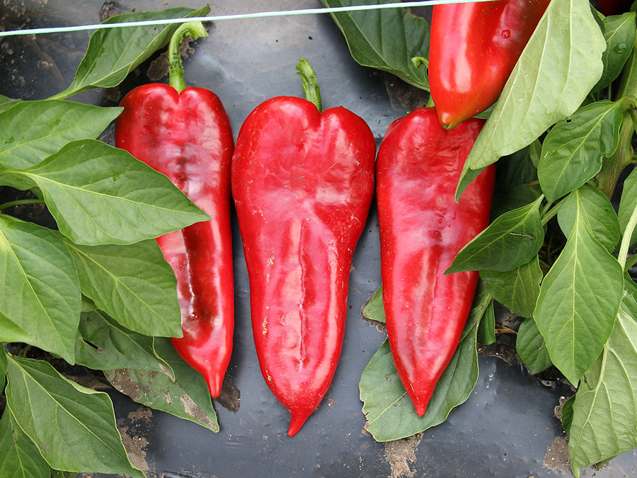 Seme Tonton F1 - Ostalo | SM AgroShop