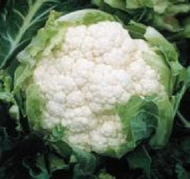 Seme Amerigo F1 - Ostalo | SM AgroShop