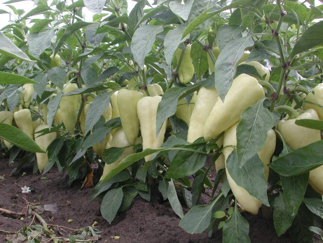 Profesionalno seme Seme paprike Claudius F1 - Katalog semena povrća SM AgroShop