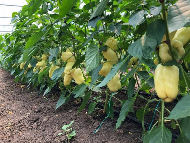 Profesionalno seme Seme paprike Cecilia F1 - Katalog semena povrća SM AgroShop