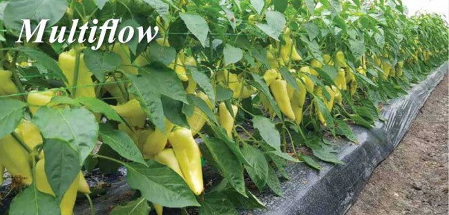 Seme Multiflow F1 - Ostalo | SM AgroShop