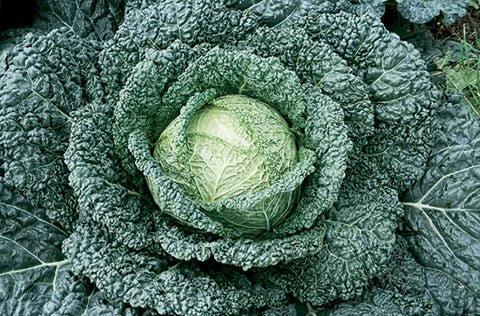 Seme Capriccio F1 - Ostalo | SM AgroShop