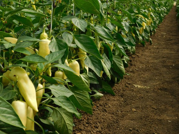 Profesionalno seme Seme paprike Ceremony - bela šljiva F1 - Katalog semena povrća SM AgroShop