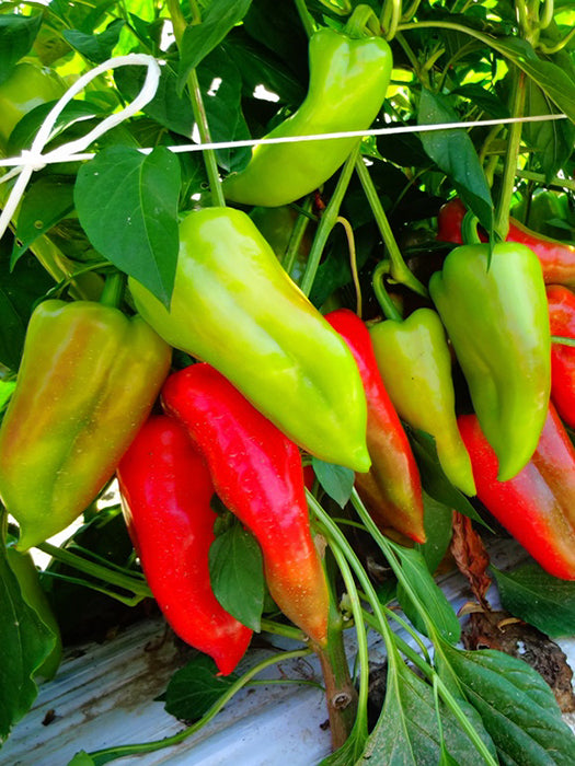 Profesionalno seme Seme paprike Ariadni F1 - Katalog semena povrća SM AgroShop