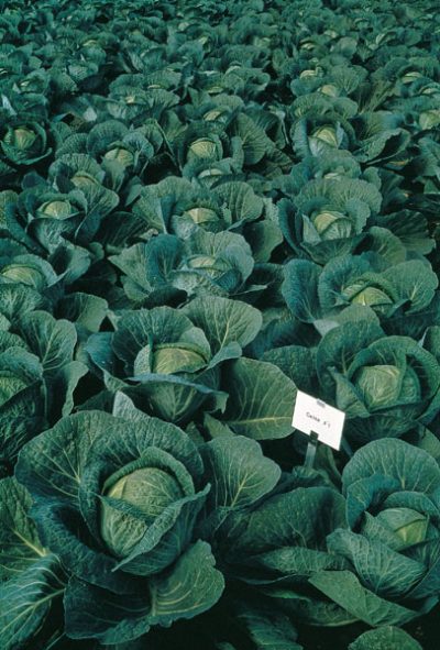 Profesionalno seme Seme kupusa Renton F1 - Katalog semena povrća SM AgroShop