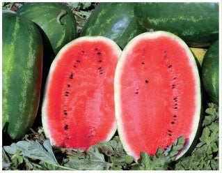 Prodaja Marbella F1 - Cena semena Ostalo | SM AgroShop