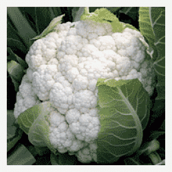 Prodaja Nautilus F1 - Cena semena Ostalo | SM AgroShop