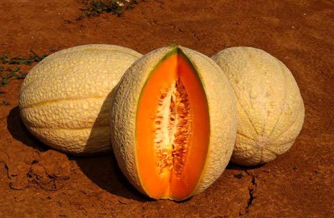 Profesionalno seme Seme dinje Lillo F1 - Katalog semena povrća SM AgroShop