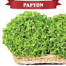 Profesionalno seme Seme salate Papyon (proleće,jesen) - Katalog semena povrća SM AgroShop - Brza dostava
