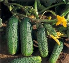 Seme 182-327 F1 - Ostalo | SM AgroShop