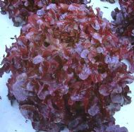 Profesionalno seme Seme salate Bolero ( proleće, leto, jesen) - Katalog semena povrća SM AgroShop