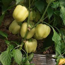 Seme Diadema F1 - Ostalo | SM AgroShop