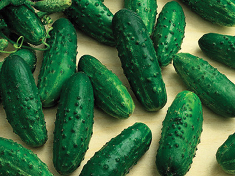 Seme Levina F1 - Ostalo | SM AgroShop