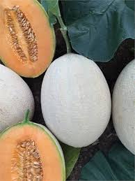 Seme Sancar F1 - Ostalo | SM AgroShop