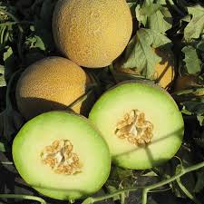 Profesionalno seme Seme dinje Green star F1 - Katalog semena povrća SM AgroShop