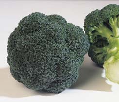 Profesionalno seme Seme karfiola Monopoly F1 - Katalog semena povrća SM AgroShop