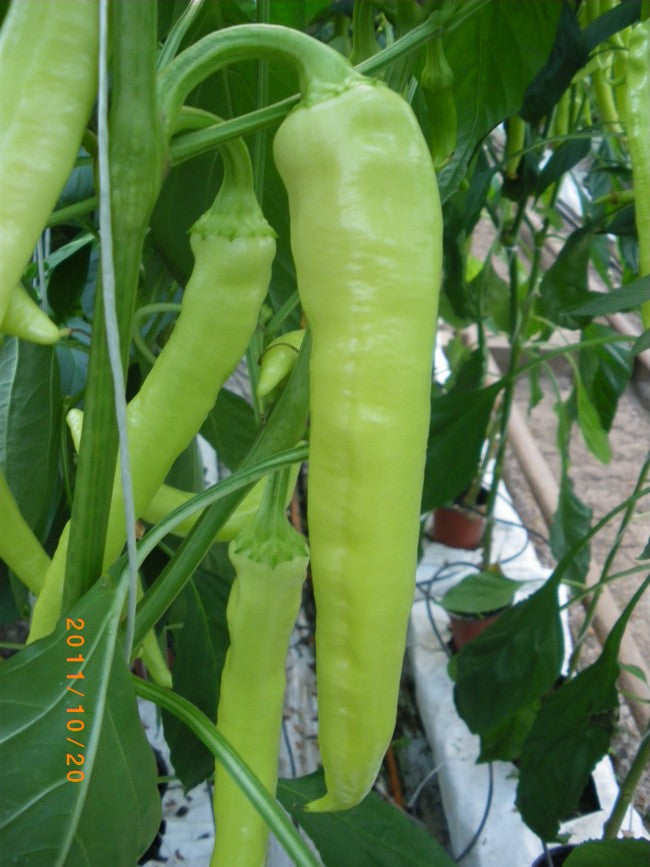 Profesionalno seme Seme paprike Iva F1 (ljuta) - Katalog semena povrća SM AgroShop