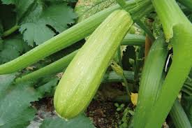 Profesionalno seme Seme tikvice Ismailia F1 - Katalog semena povrća SM AgroShop