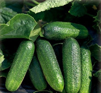 Seme Profi F1 - Ostalo | SM AgroShop