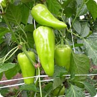 Profesionalno seme Seme paprike Pirouet F1 - Katalog semena povrća SM AgroShop