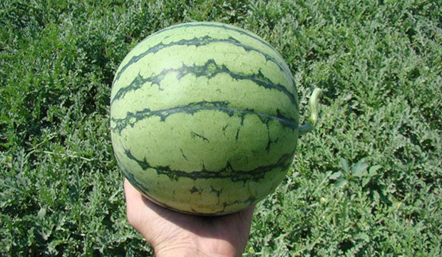 Seme Bonanza F1 - Ostalo | SM AgroShop