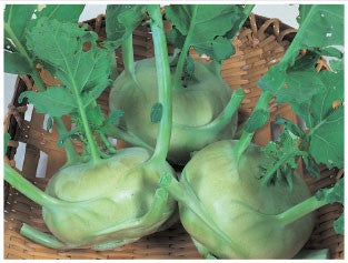 Seme Quickstar F1 - Ostalo | SM AgroShop