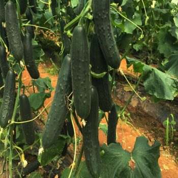 Seme Equilibrato F1 - Ostalo | SM AgroShop