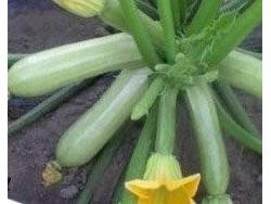 Seme Angelina F1 - Ostalo | SM AgroShop