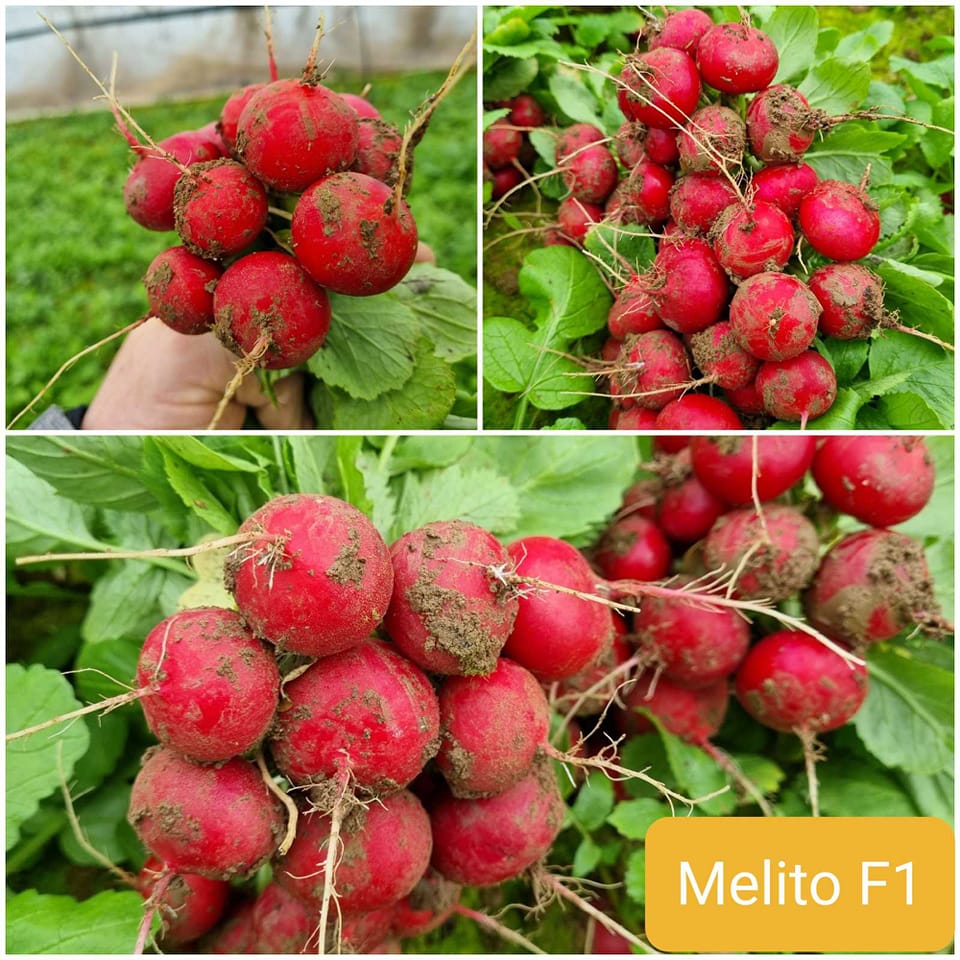 Profesionalno seme Seme rotkvice Melito F1 - Katalog semena povrća SM AgroShop