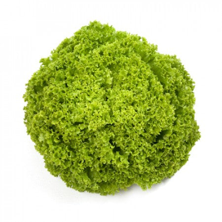 Profesionalno seme Seme salate Aleppo pilirano- LIMASSOL (cela sezona) - Katalog semena povrća SM AgroShop