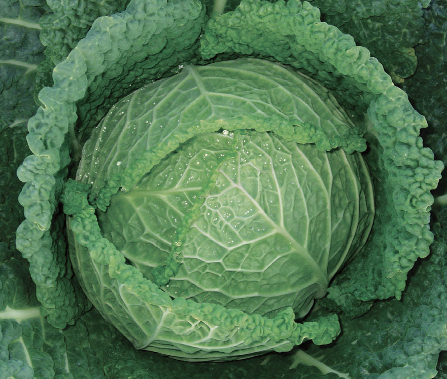 Seme Serpentine F1 - Ostalo | SM AgroShop