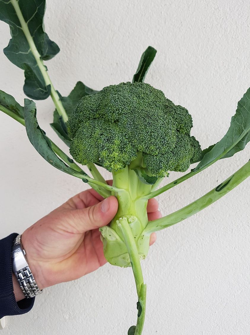 Seme Matsuri F1 - Ostalo | SM AgroShop