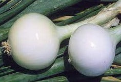 Profesionalno seme Seme luka Kosma 100g - Katalog semena povrća SM AgroShop