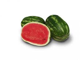 Seme Nautilus F1 - Ostalo | SM AgroShop