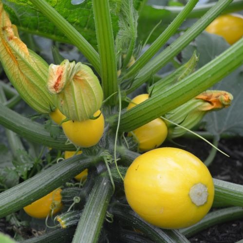 Profesionalno seme Seme tikvice Tikvica Luneor F1 - Katalog semena povrća SM AgroShop