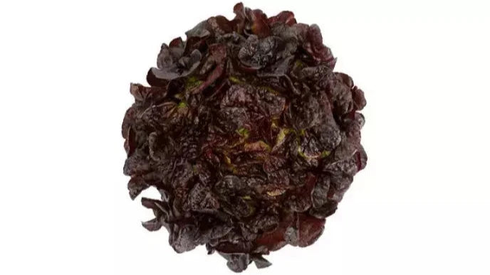 Seme Romai (cele godine) - Ostalo | SM AgroShop