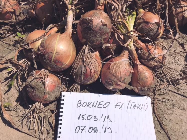 Seme Borneo F1 250.000s - Ostalo | SM AgroShop