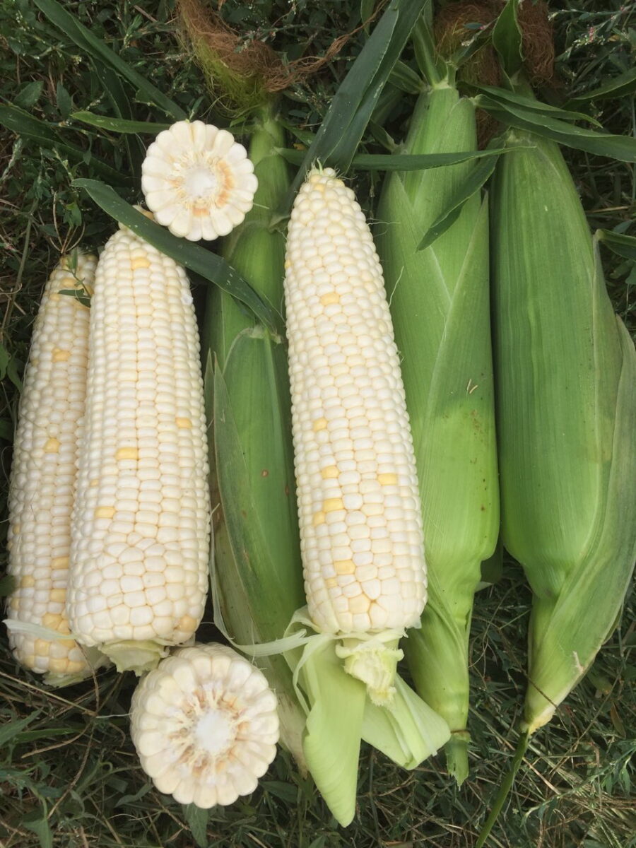 Seme Amelie F1 BELI ŠEĆERAC!!! - Ostalo | SM AgroShop