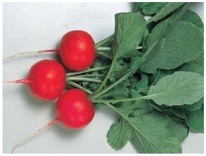 Profesionalno seme Seme rotkvice Gloriette F1 - Katalog semena povrća SM AgroShop