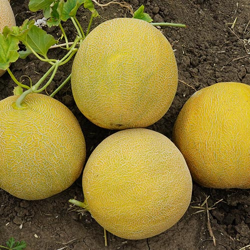 Seme ASKV 11 F1 - Ostalo | SM AgroShop