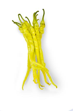 Profesionalno seme Seme paprike Chipos Spiral F1 - Katalog semena povrća SM AgroShop