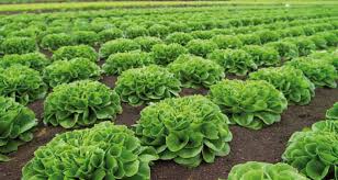 Profesionalno seme Seme salate Cigal pilirano - Katalog semena povrća SM AgroShop