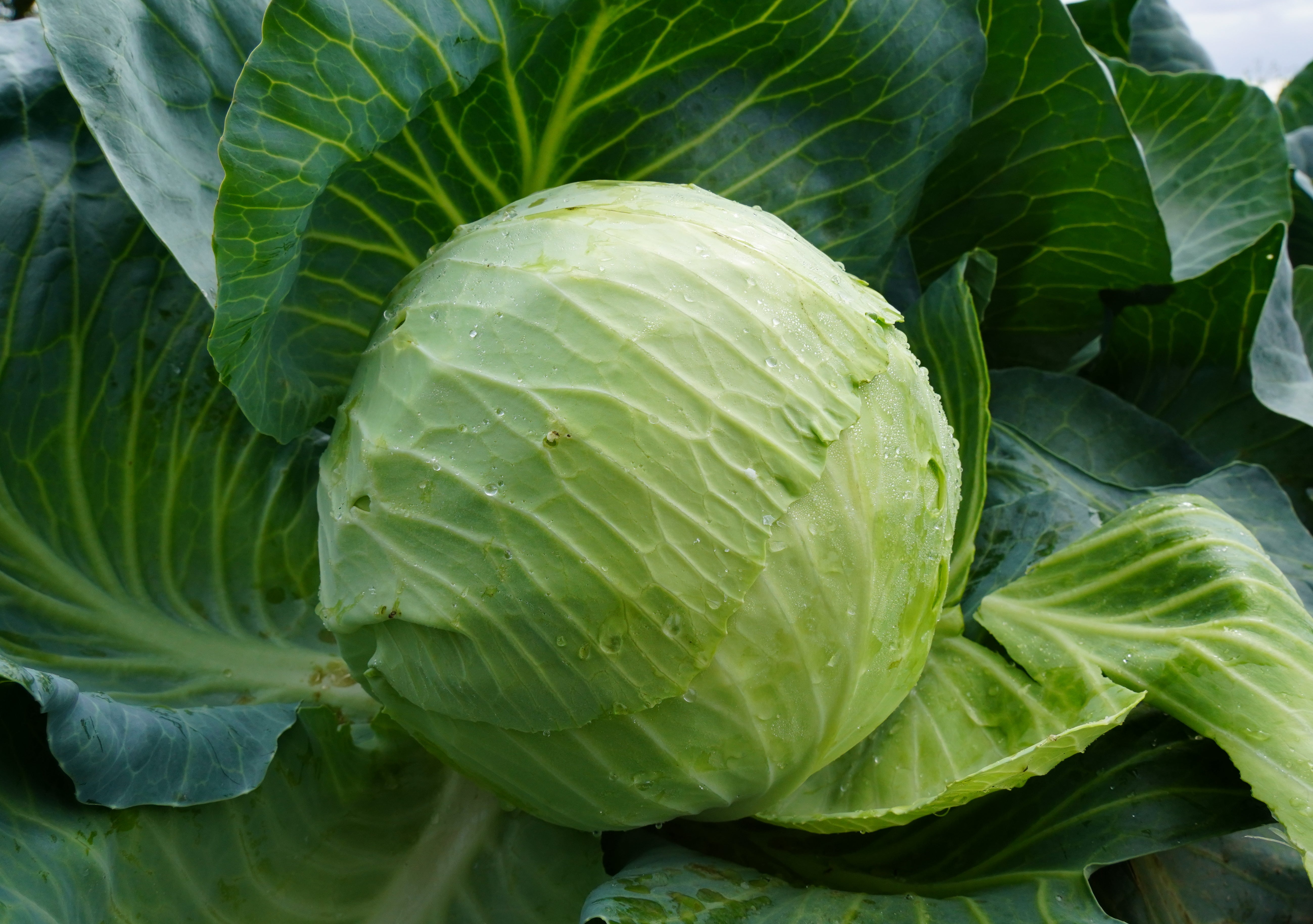 Profesionalno seme Seme kupusa New York F1 - Katalog semena povrća SM AgroShop