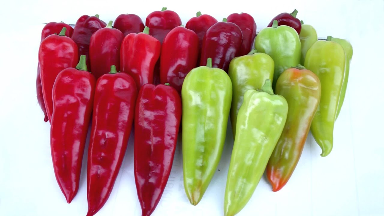 Profesionalno seme Seme paprike Mirtima F1 - Katalog semena povrća SM AgroShop